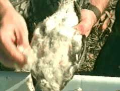 chicken being plucked